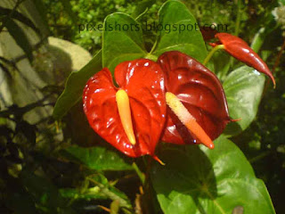 red antoorium flower bunches photographed from potted garden plant.expensive flowers of indian flower market.2 antoorium flowers 1 bud