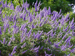 Vitex Para Eliminar Los Miomas