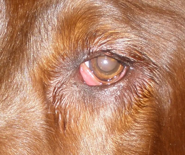 Dog Eye Treatment