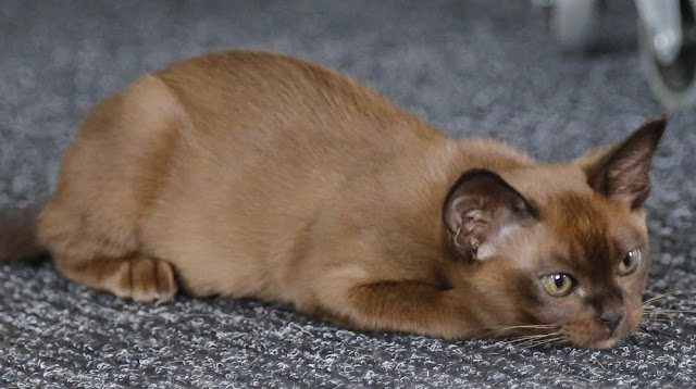 Cute sleepy European Burmese Cat pic