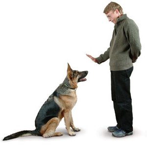 photo of What you need to know to train your dog - Cesar Millan's Pros and Cons