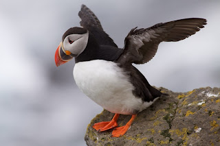 Funny Atlantic Puffin