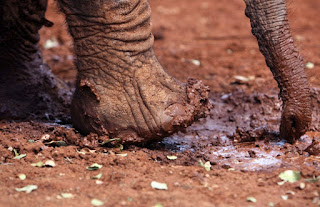 imagen de elefantes maltratado