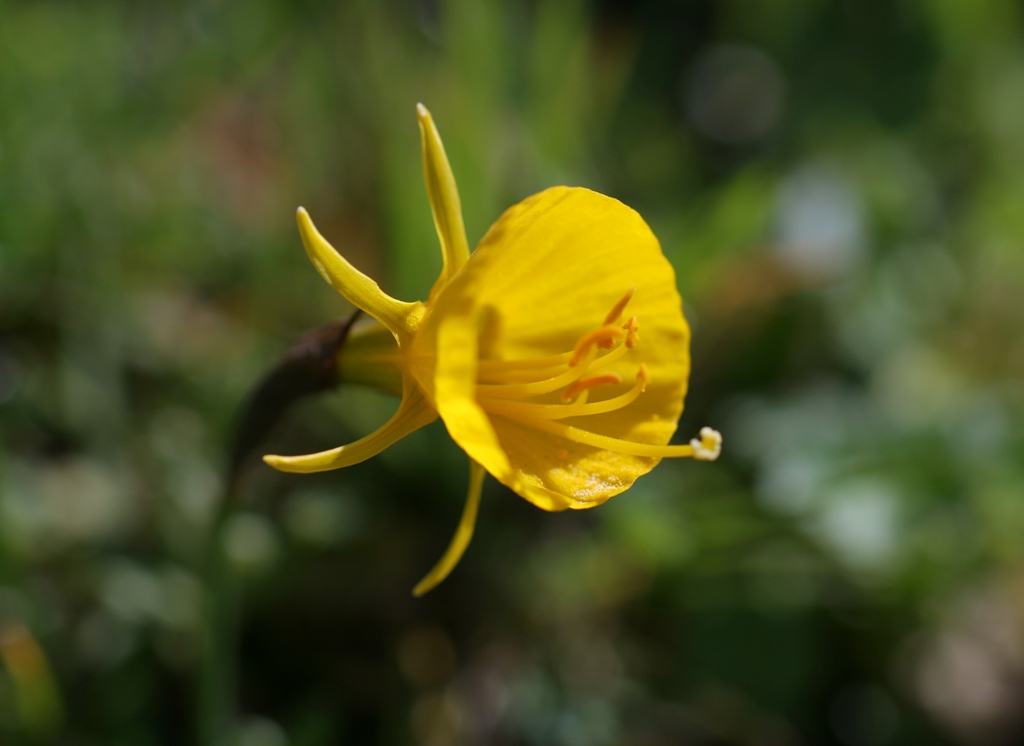  Narcissus bulbocodium Amaryllidaceae e Luzula campestris Juncaceae