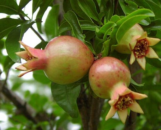 The Benefit of pomegranatesbuah delima