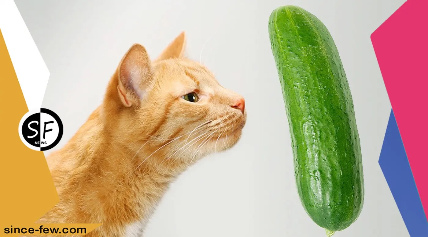 Cucumbers Repulsive to Cats?