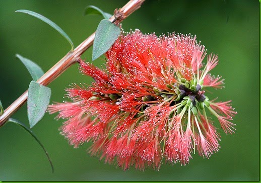 Melaleuca hypericifolia