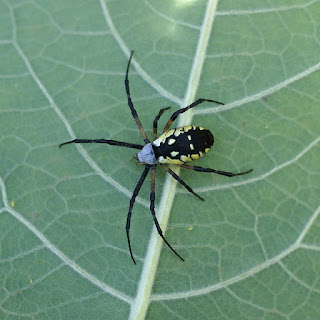 Argiope orangée - Argiope aurantia