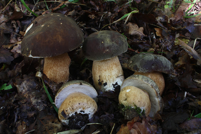 Boletus aereus