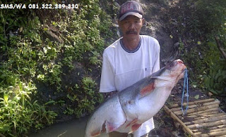 Master Umpan Ikan Patin Harian