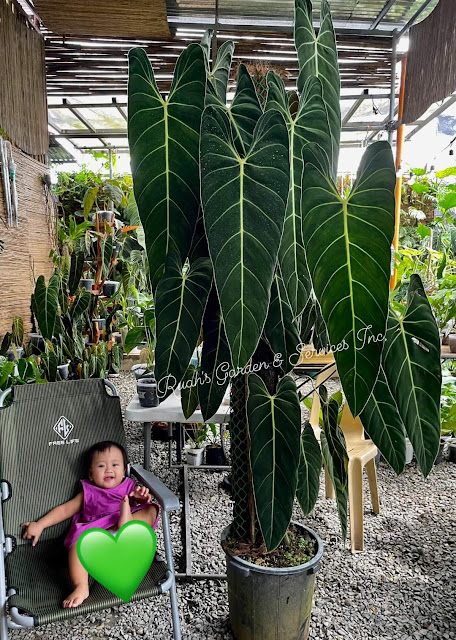 How to Grow Big the Philodendron Melanochrysum