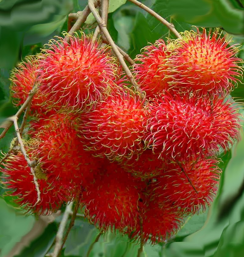 37+ Info Terbaru Gambar Rambutan