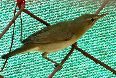 Blyth's Reed Warbler