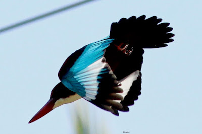 White-throated Kingfisher