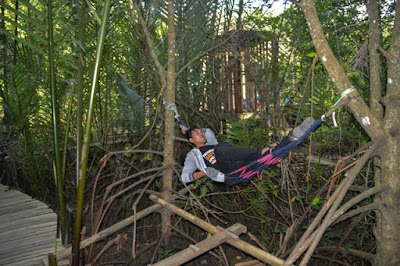 Menjelajahi Hutan Mangrove Kebumen