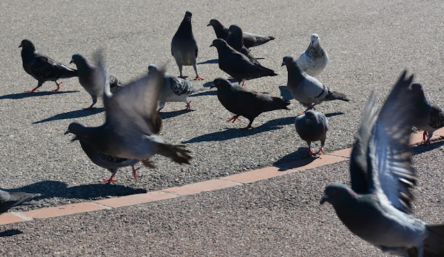 Parc Emile Duclaux Marseille pigeons