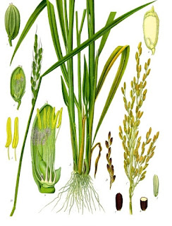 Pirinç bitkisi Oryza sativa'nın köklerinin, gövdelerinin, yapraklarının ve çiçeklerinin morfolojisini gösteren bir on dokuzuncu yüzyıl illüstrasyonu