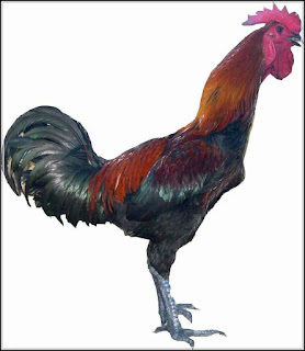 7 Ciri - Ciri Ayam pelung Berkualitas Bagus Dilihat dari Fisiknya