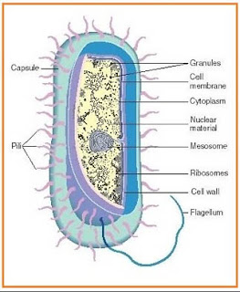 10 Ciri Ciri Bakteri  Penjelasan dan Gambar Ilustrasinya