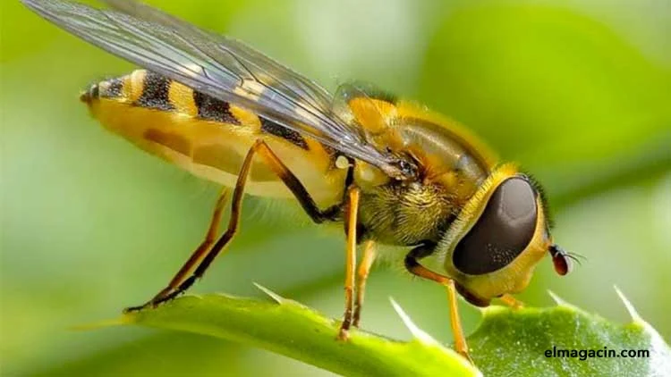 Historia de una abeja. El Magacín.