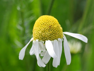 Flowers - Shedding Feathers