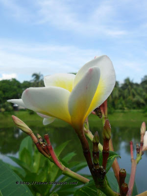 White Frangipani, Plumeria Spp.