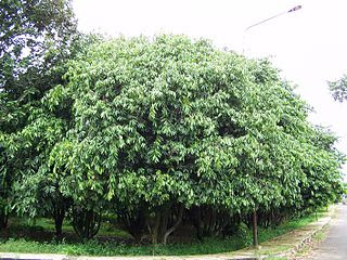 Pohon Gandaria