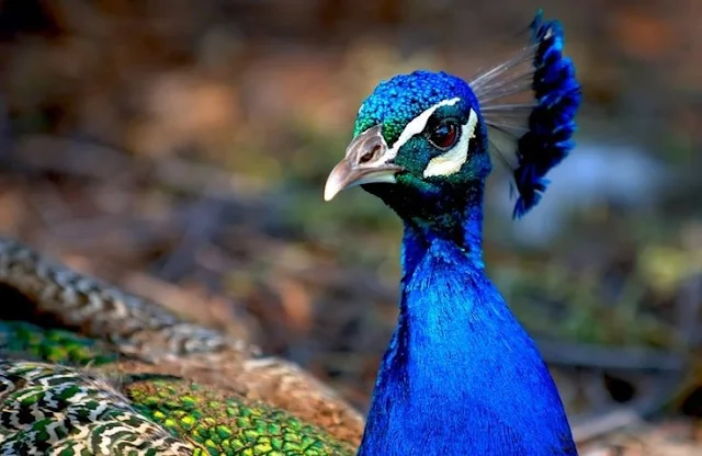 ¿Por qué el azul y el verde son los colores más brillantes e intensos de la naturaleza?