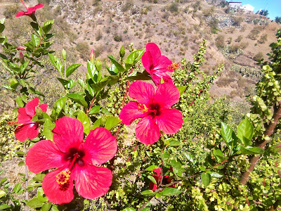 flores de hibisco rojas