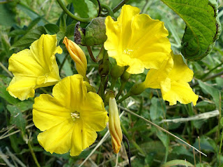 Merremia jaune - Merremia umbellata