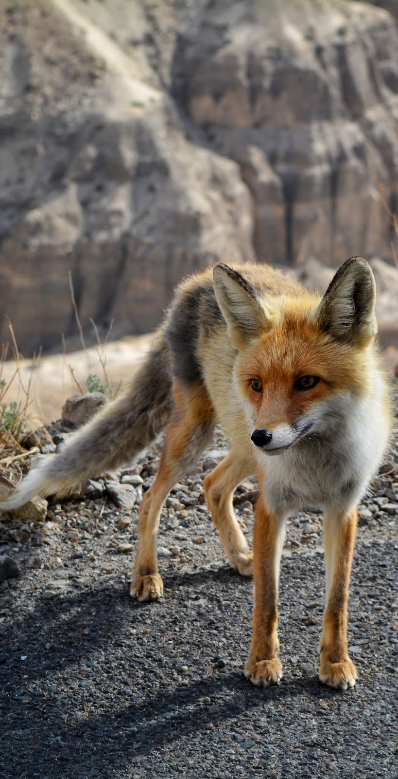 Picture of a red fox.