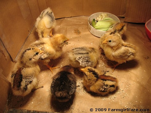 baby chicks hatching. eight newly hatched chicks