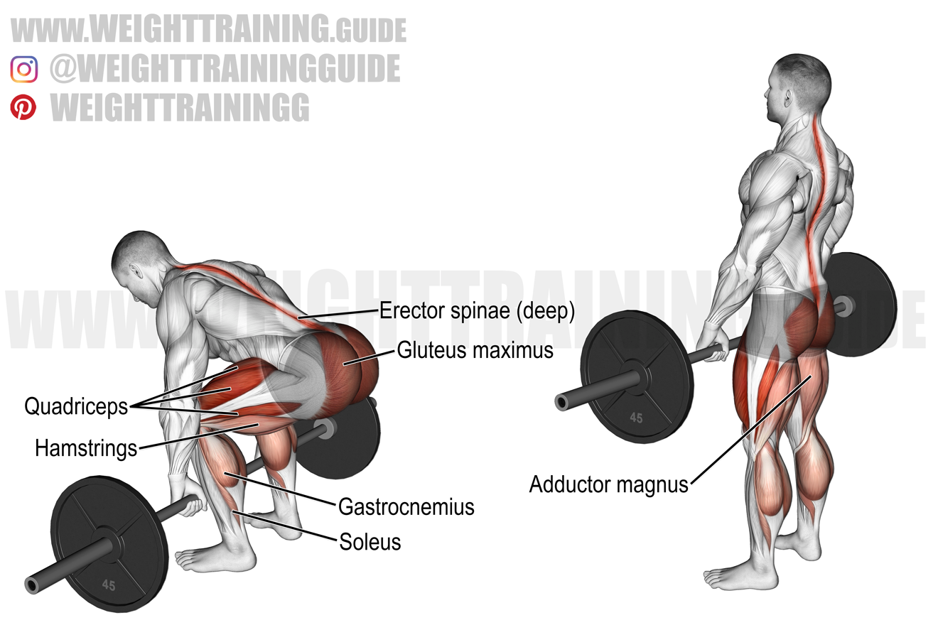 Top 5 exercises to build back muscles.