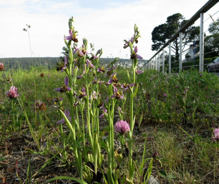 Ophrys abeilles à Morgat près de Crozon