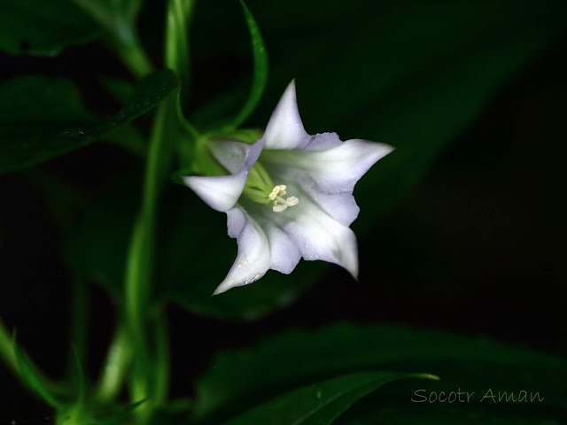 Tripterospermum japonicum