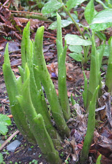 Hosta shoots