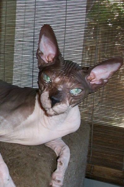 ugly cat pictures. ugly cat contest.