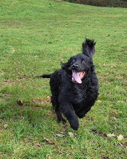 Boris the Black Cocker Spaniel galloping along in a grassy field with one ear up and a happy manic expression on his face