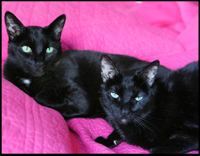 black siamese cat for sale