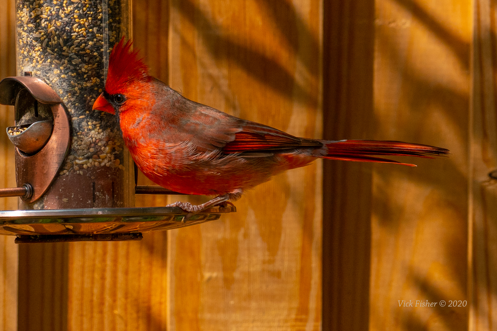 Cardinal on bird feeder