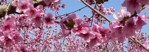 Podrán cortar todas las flores, pero no podrán detener la primavera