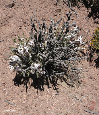 Atacama wildflowers