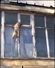 Amazing Cat GIF • Strong Cliffhanger cat defies the laws of gravity. Nothing can stop him [ok-cats.com]