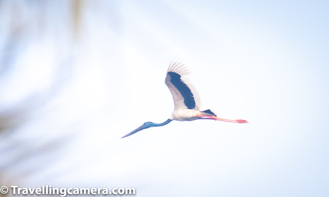 Bird of the month, Stork, Painted Stork, Wooly-necked stork, black-necked stork, crane, Keoladeo National Park, Bharatpur Bird Sanctuary, Bird Watching, Bird Photography, Birding