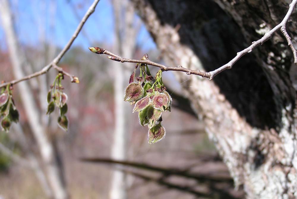 american elm tree identification. american elm tree