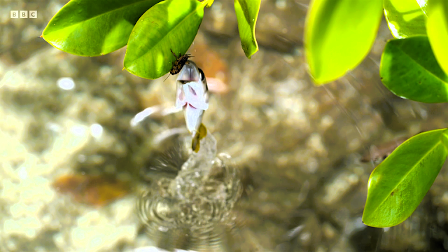 Photo d'un poisson illustrant la synesthésie joyeuse : saut hors de l'eau pour gober un insecte détecté grâce à l'ensemble de ses sens