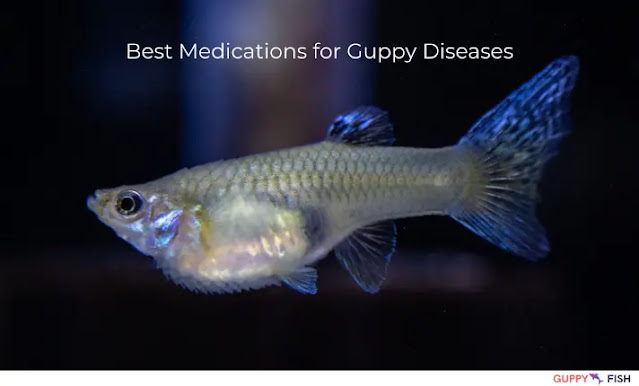 Best Medications for Guppy Diseases