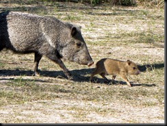 Babyjavalina [800x600]