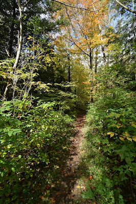 Glen Haffy Conservation Area hiking path.