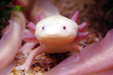 One Of The Unusual Creatures Living In Mexican Lakes Is The Axolot